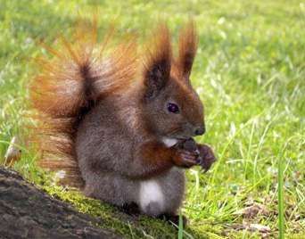 This little guy is the epitome of Self-Sufficiency.  Photo by Belin Czechowicz of Warsaw, Poland.